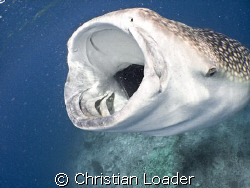 Dinner time!!   Whale Shark - feeding on krill.   Baa Ato... by Christian Loader 